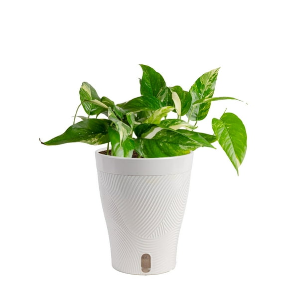 Costa Farms 15" Pothos Albo Live House Plants in 5" Self-Watering Pot