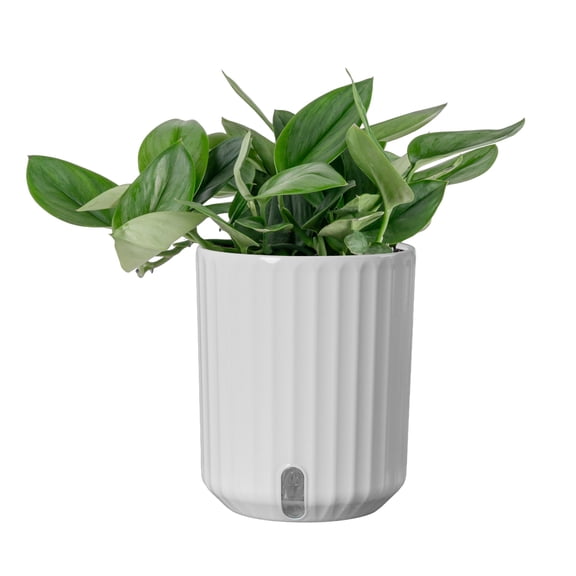 Costa Farms 15" Tall Scindapsus Moonlight Sterling Silver Live House Plants in 5" Self-Watering Pot