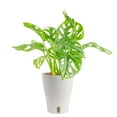 thumbnail image 1 of Costa Farms 15" Tall Swiss Monstera Live House Plants in 5" Self-Watering Pot, 1 of 12