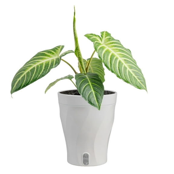 Costa Farms 15" Xanthosoma Live House Plants in 5" Self-Watering Planter