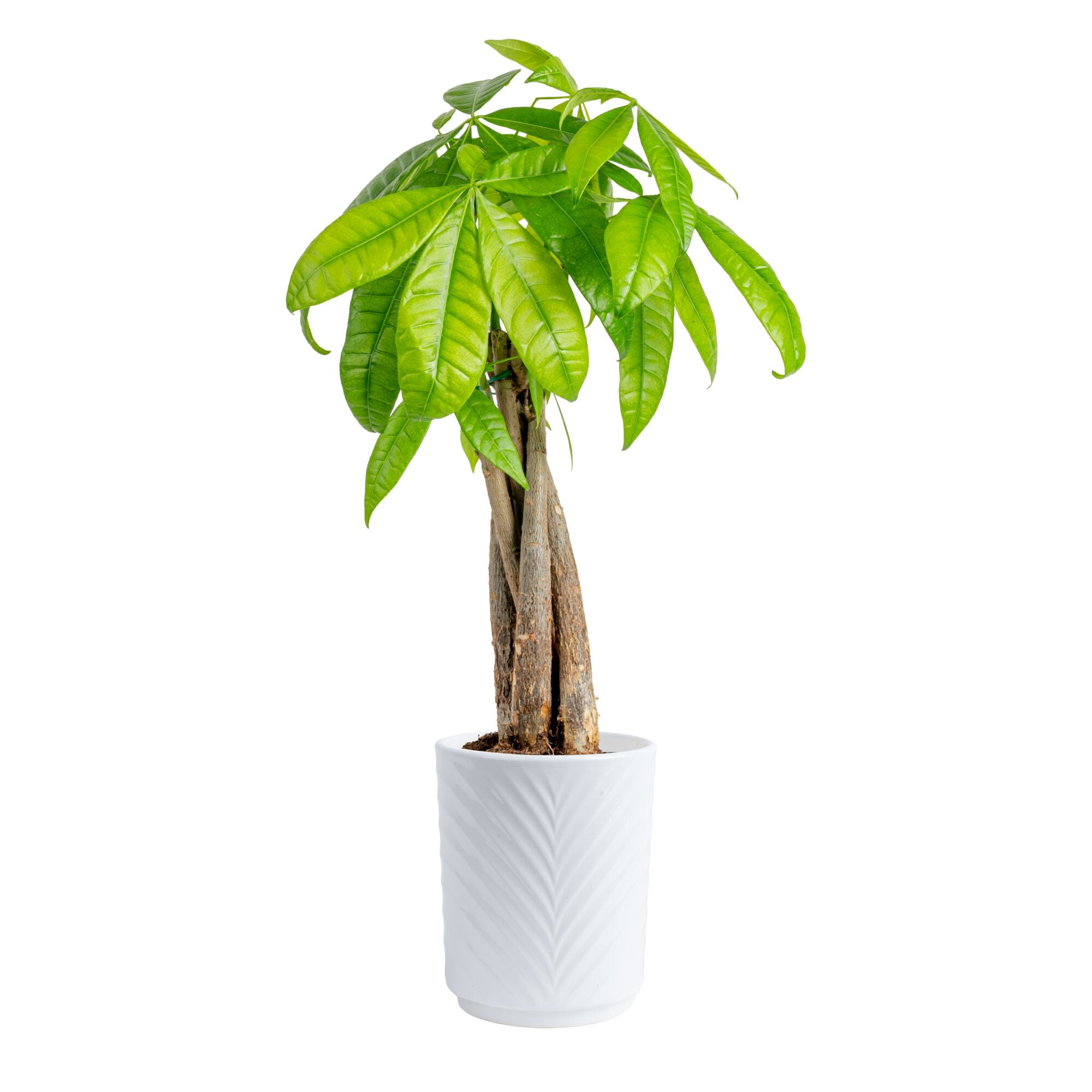 Costa Farms Pachira Braid Money Tree House Plant