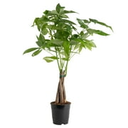 Costa Farms 16" Tall Pachira Braided Money Tree, Medium Indirect Sunlight, Indoor Live House Plants