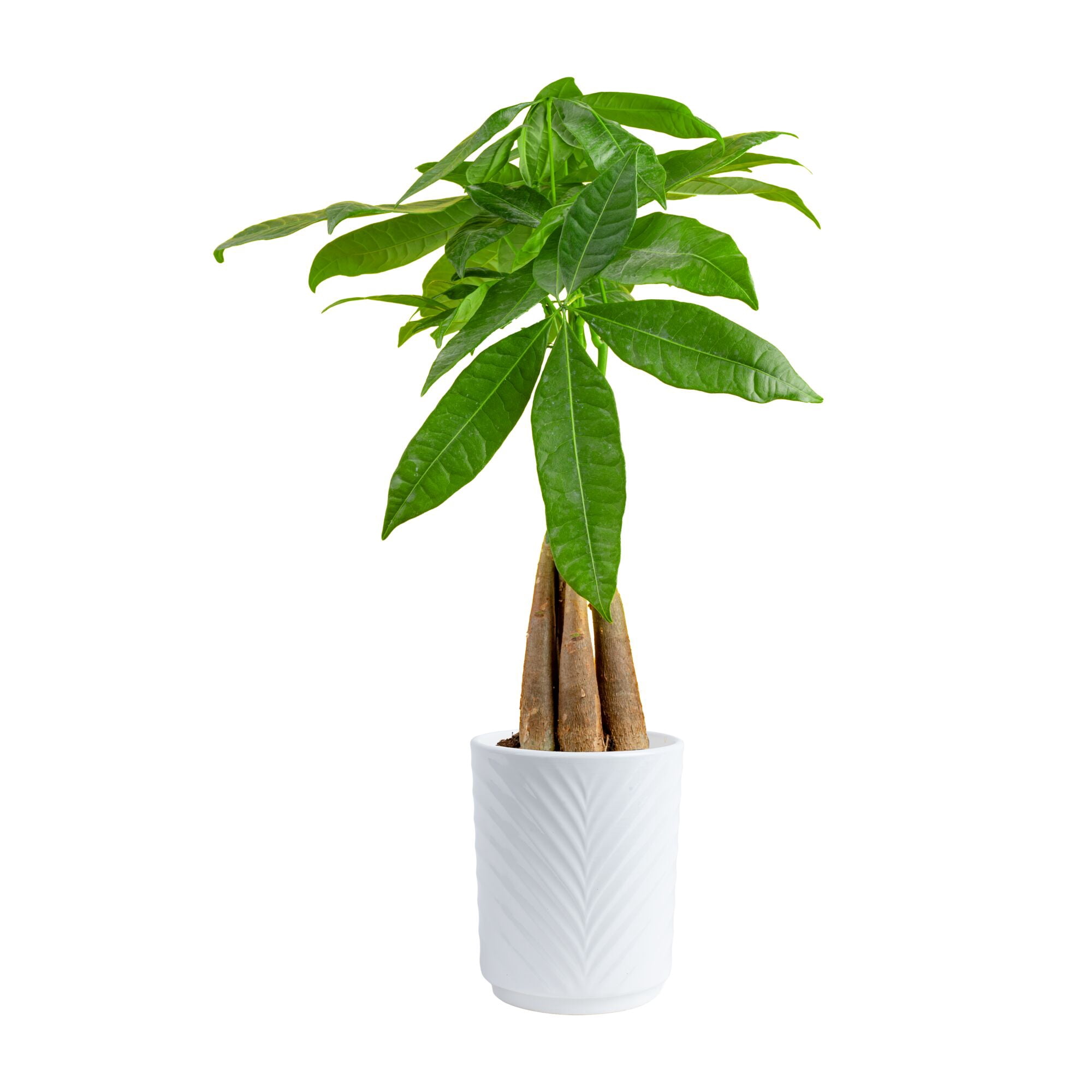 ordering lavender plants online Lavender | Delivered & Installed