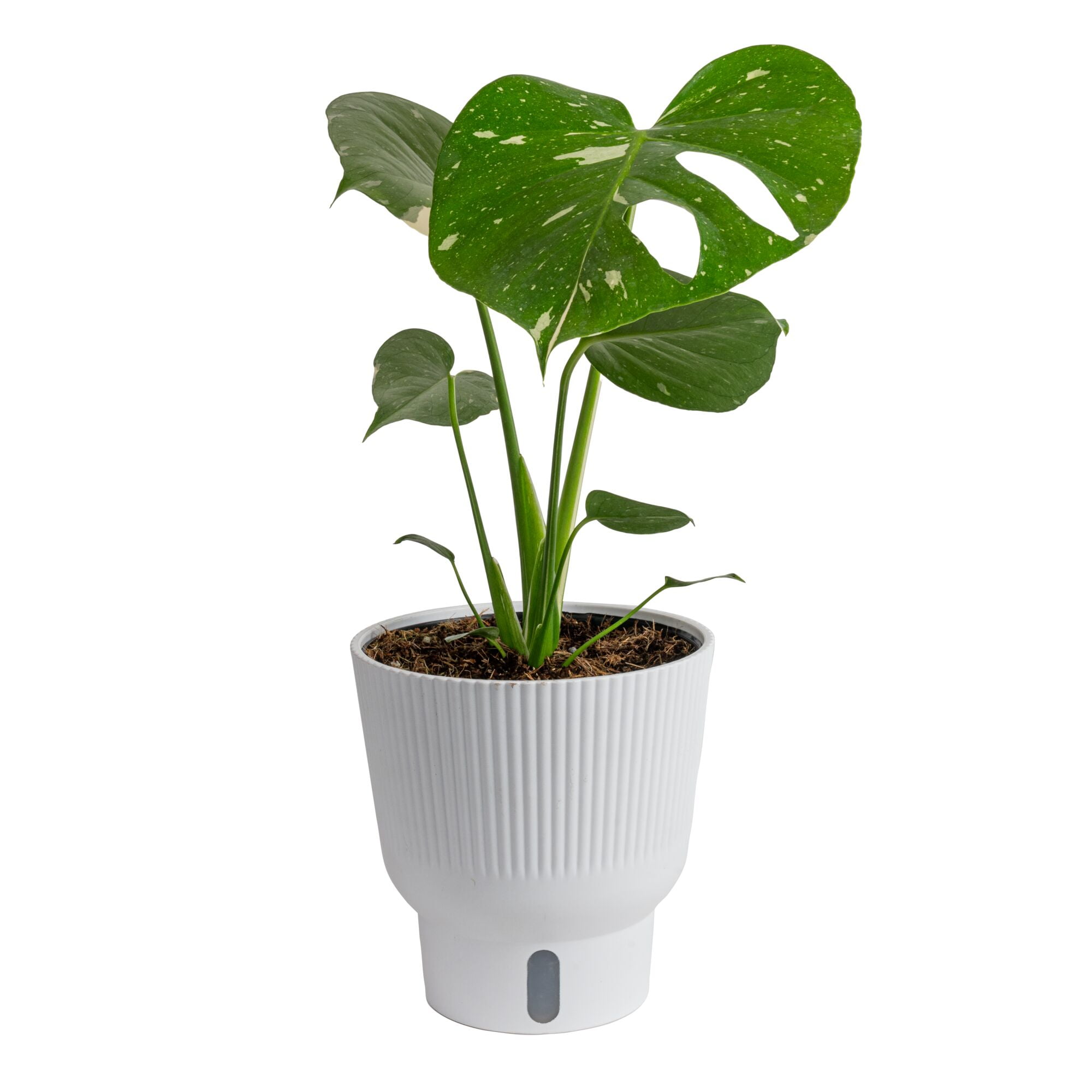 Costa Farms 16" Tall Thai Constellation Monstera, Bright Indirect Sunlight, Indoor Live House Plants
