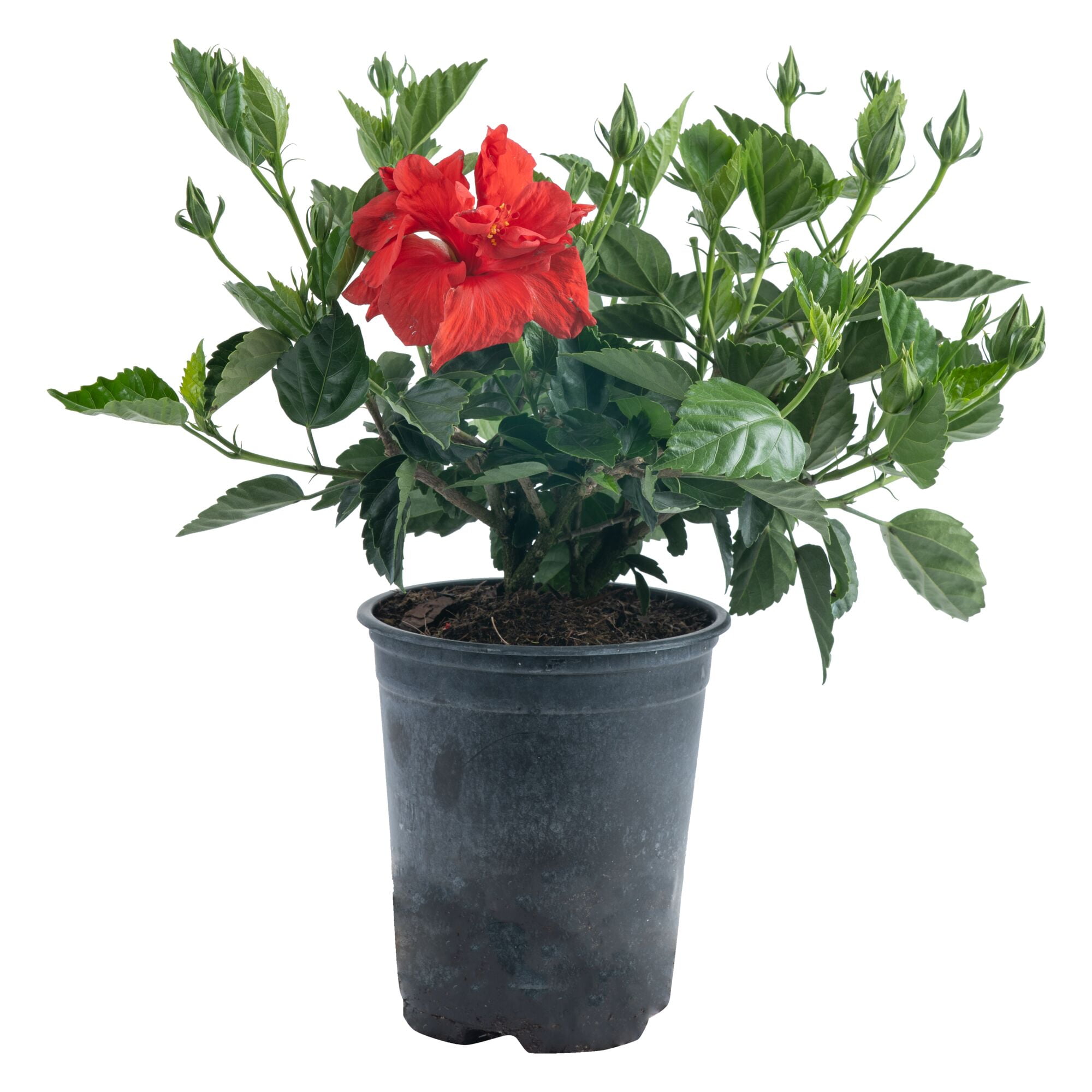 Island Blooms 18