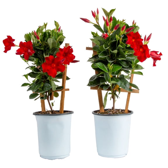 Island Blooms 20" Mandevilla Live Outdoor Plant in 2.5 Qt. Grower Pot (2 Count)