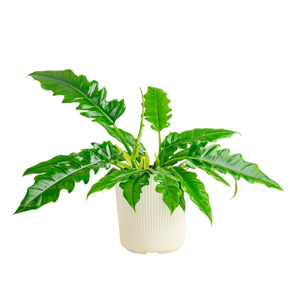 Costa Farms 20" Tall, Philodendron Grower's Choice Bright Indirect Sunlight, Live House Plants