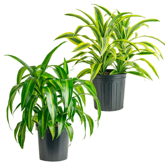 Costa Farms 20" Tall, Dracaena Grower's Choice Birght Indirect Sunlight, Live House Plants, 2-Pk