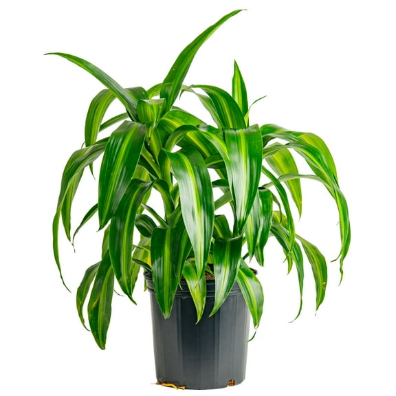 Costa Farms 20" Tall, Dracaena Grower's Choice Bright Indirect Sunlight, Live House Plants