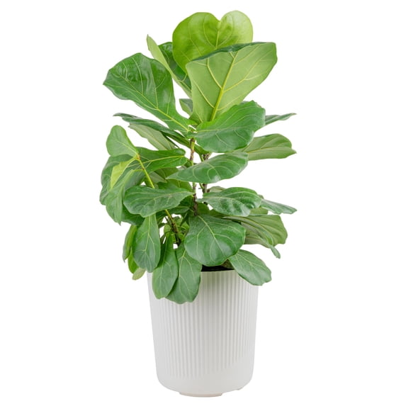 Costa Farms 36" Ficus Lyrata Bush Live House Plant in 8.75" Decor Pot