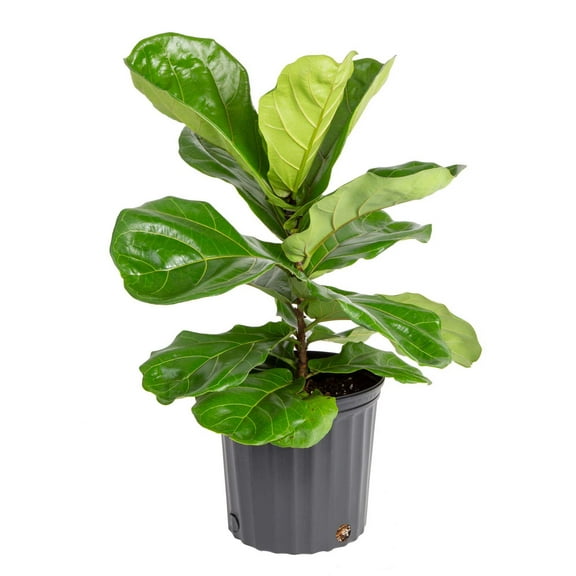 Costa Farms 20-26" Tall Fiddle Leaf Fig, Bright Indirect Sunlight, Indoor Live House Plants,Grow Pot
