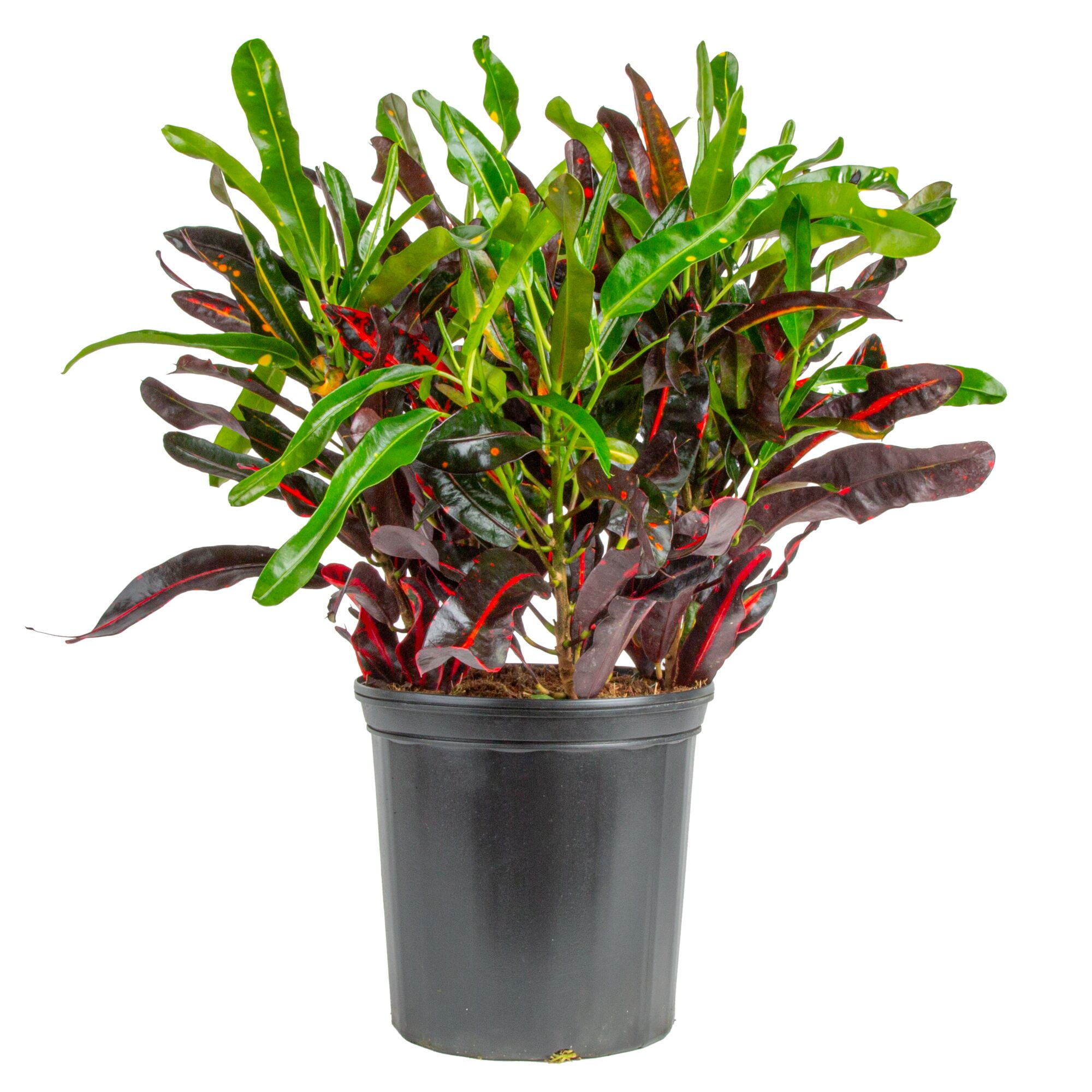 Costa Farms Croton Mammey Red in 8.75 in. Grower Pot