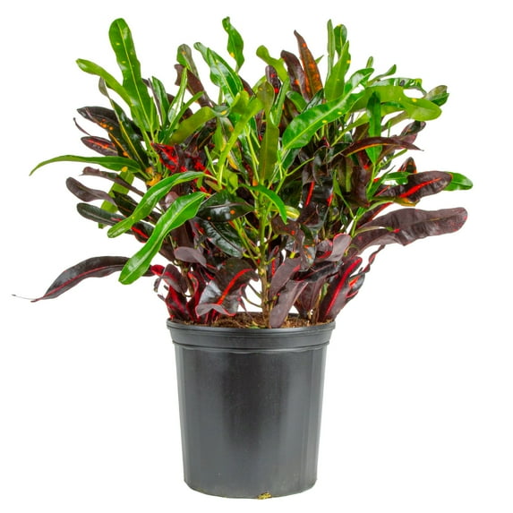 Costa Farms 20" Croton Mamey Live House Plants in 10" Grower Pot