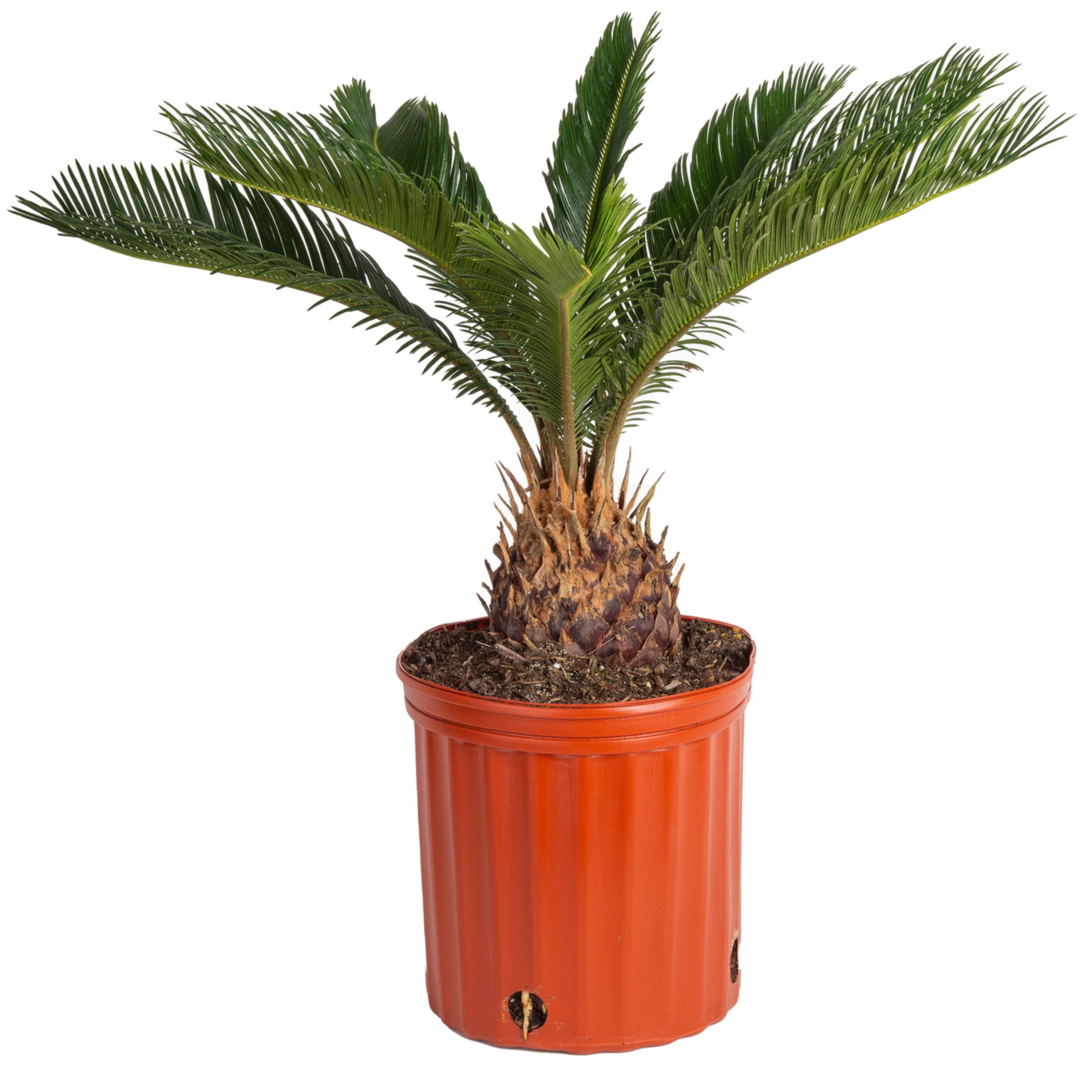 Costa Farms 20" Sago Palm Live House Plants in 10" Grower Pot