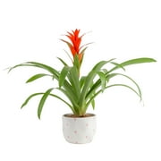 Costa Farms 20" Tall Bromeliad Grower's Choice, Bright Indirect Sunlight, Indoor Live House Plants