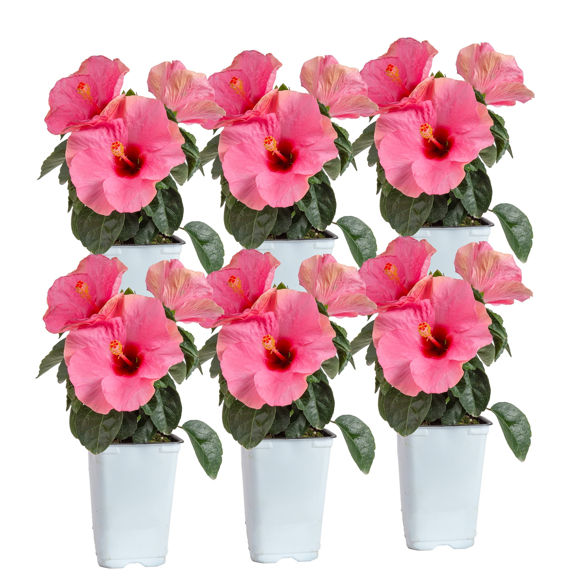 Island Blooms 20" Hibiscus Live Outdoor Plant in 1 Qt. Grower Pot (6 Count)