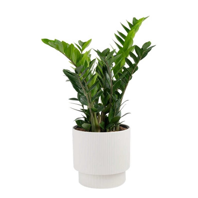 Costa Farms 20" ZZ Plant Live House Plants in 10" Dcor Pot - Walmart.com