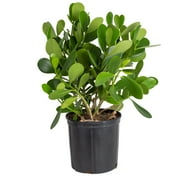 Costa Farms 22-26" Tall Green Clusia, Bright Indirect Sunlight, Indoor Live House Plants, Grow Pot