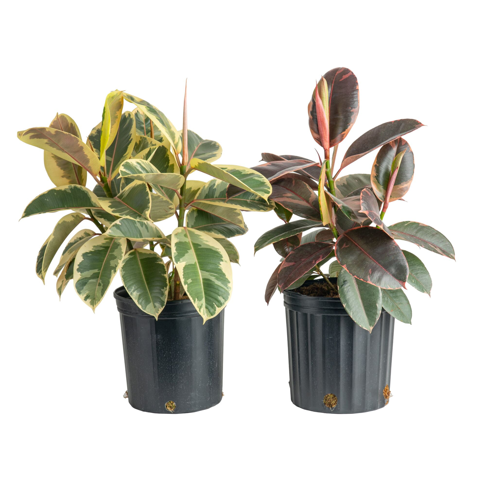 large indoor planter with stand The Ten Planter With Stand  Pigment