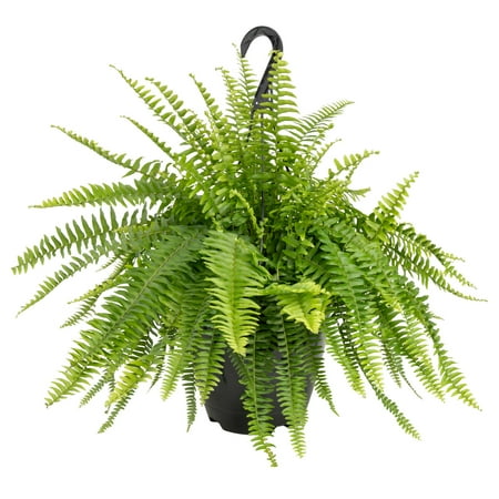 Expert Gardener 22" Tall Boston Fern Live House Plants in 10" Hanging Basket