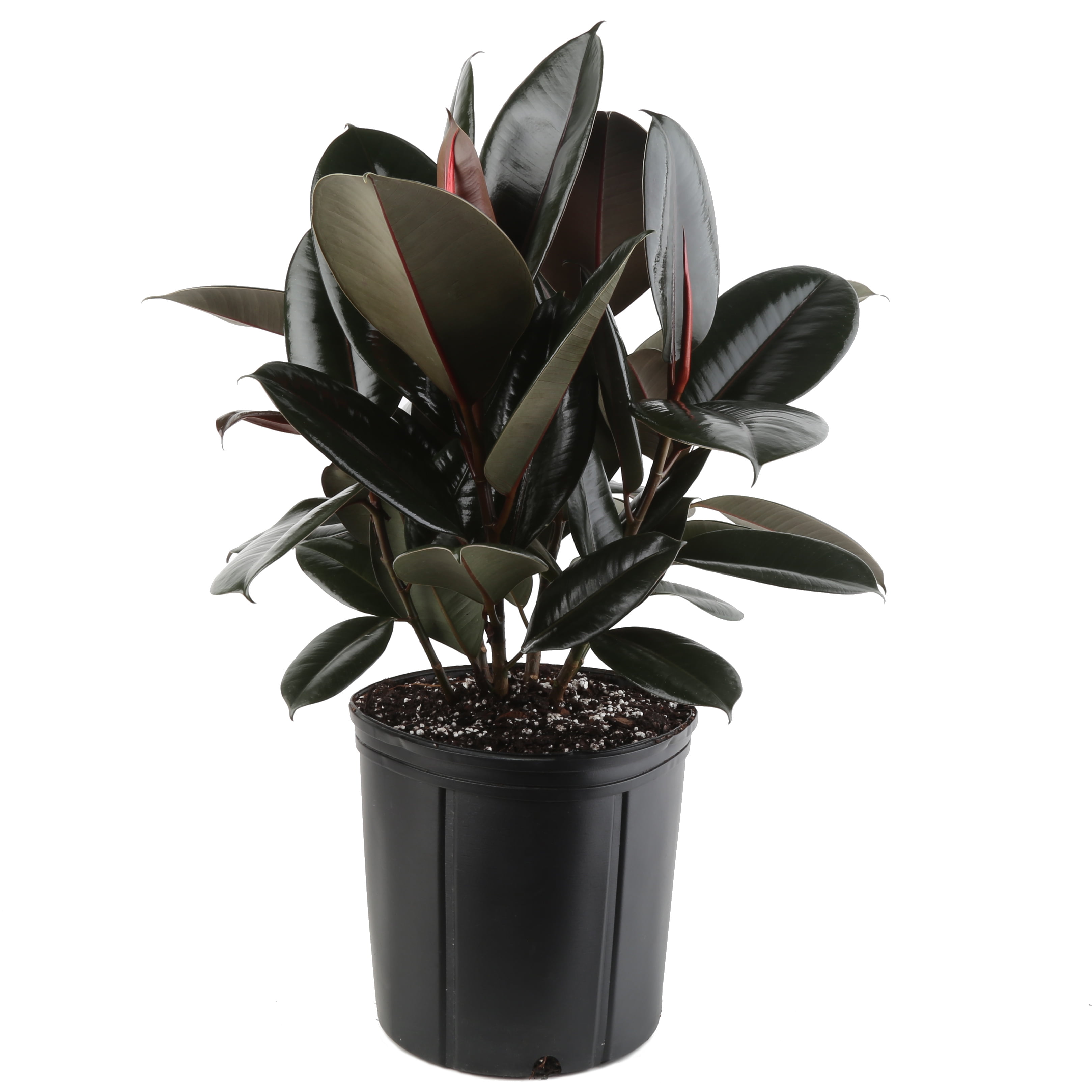 Costa Farms 22" Tall Ficus Burgundy Rubber, Bright Indirect Sunlight, Indoor Live House Plants