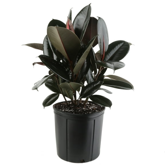 Costa Farms 22" Tall Ficus Burgundy Rubber, Bright Indirect Sunlight, Indoor Live House Plants