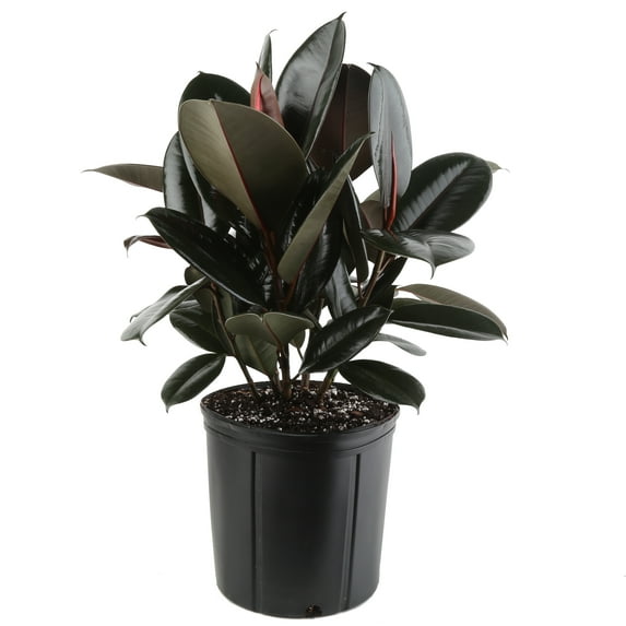 Costa Farms 22" Ficus Burgundy Rubber Live House Plants in 10" Grower Pot