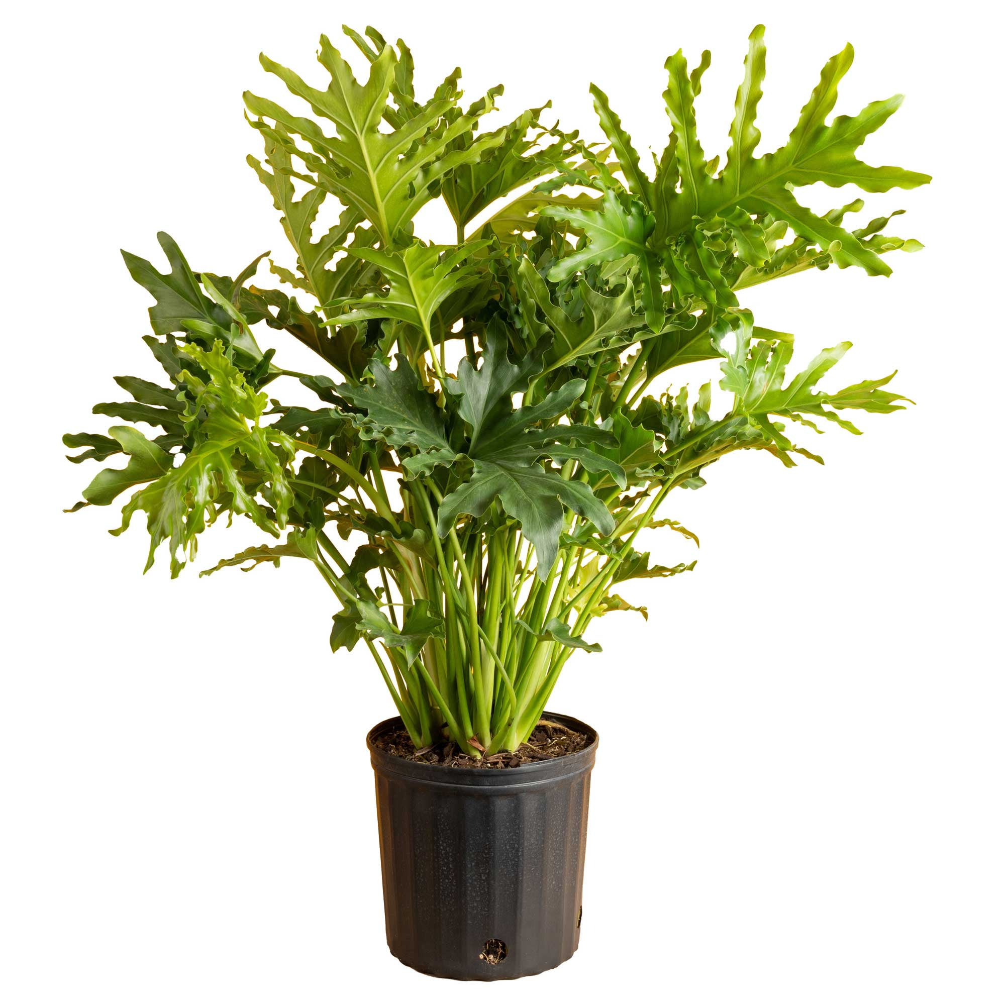 Costa Farms 22" Tall Philodendron Selloum, Medium Indirect Sunlight, Indoor Live House Plants