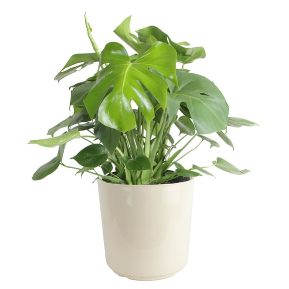 Costa Farms 24-38" Tall Monstera Deliciosa, Bright Indirect Sunlight, Indoor Live House Plants