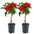 thumbnail image 1 of Island Blooms by Costa Farms 24" Tall Hibiscus, Direct Sunlight, Live Flowering Outdoor Plant, 2-Pk, 1 of 13