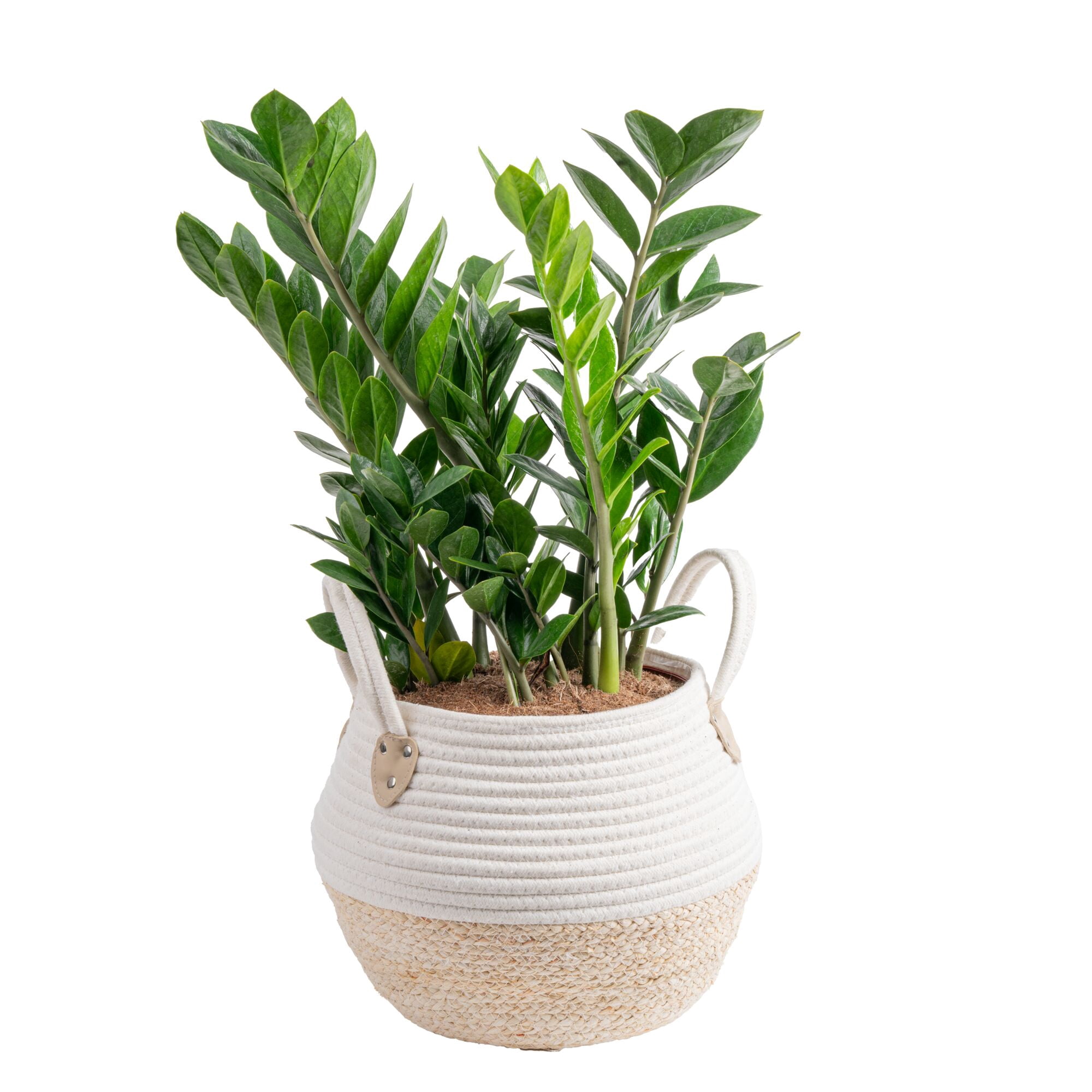 Free Shipping! Costa Farms Live 24-inch Tall, Easy to Grow ZZ