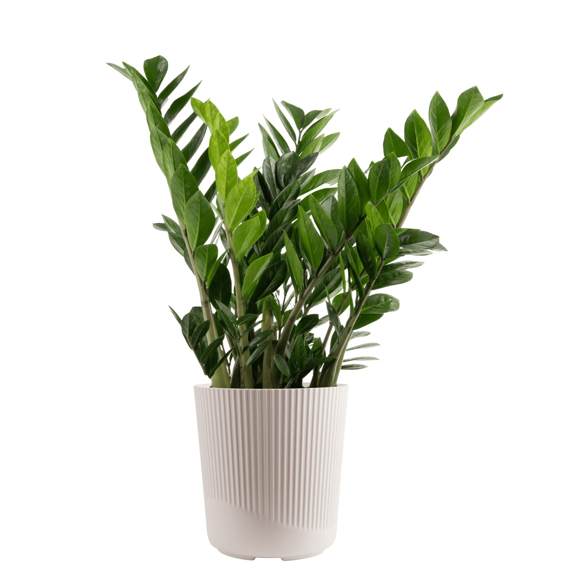 【はるplants】 Costa Farms 30