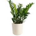 thumbnail image 1 of Costa Farms 24" ZZ Plant Live Plants in 9.25" Decor Pot, 1 of 10