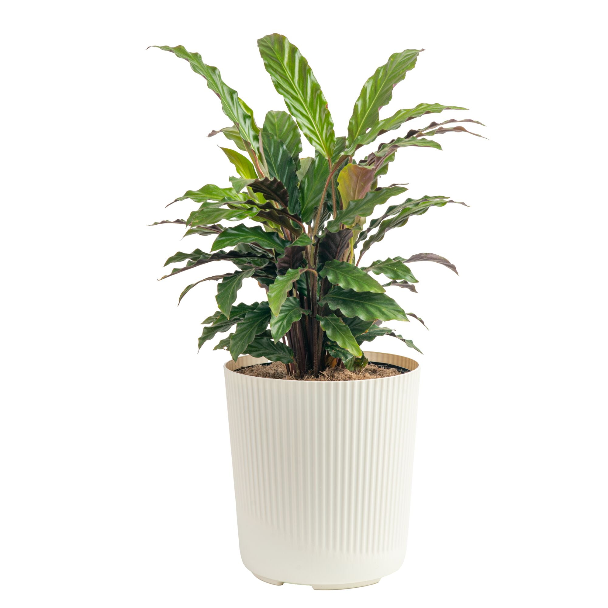 Costa Farms 26 inch Calathea Grower's Choice Live House Plants in 10 inch Decot Pot, Size: Large