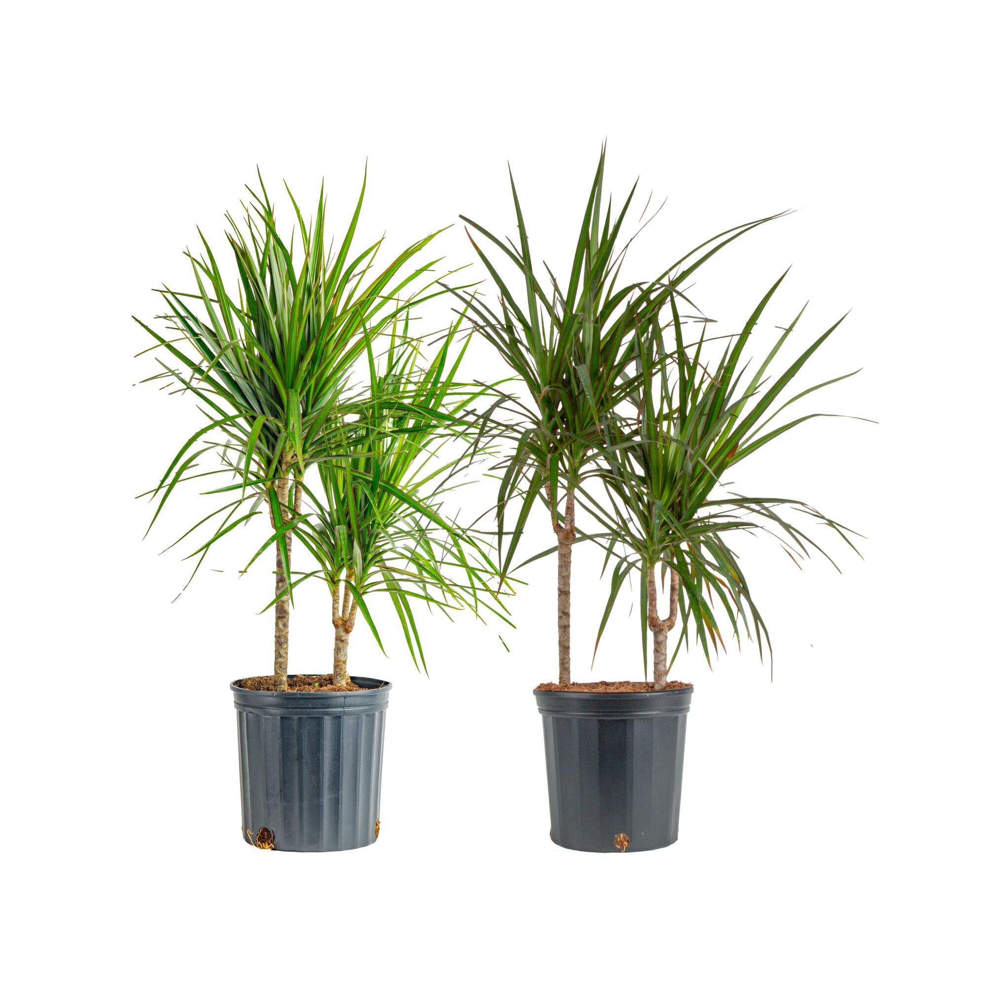 Costa Farms 26 inch Tall, Marginata Grower's Choice Bright Indirect Sunlight, Live House Plants, 2-Pk, Size: Large