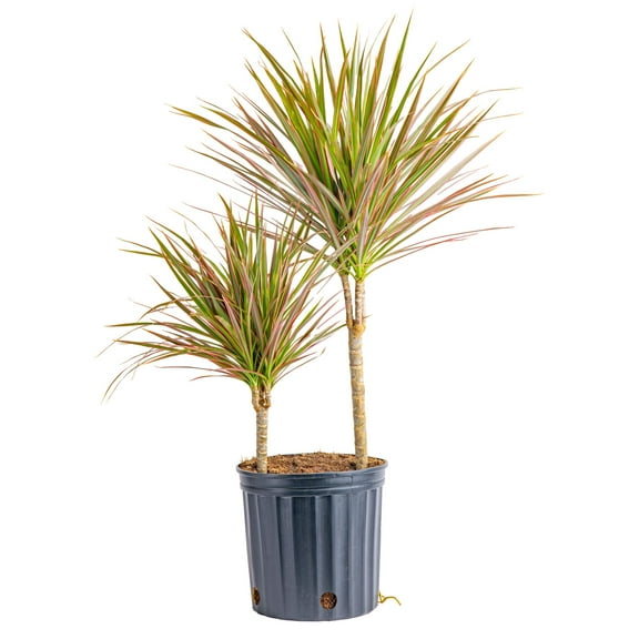 Costa Farms 26" Tall Marginata Grower's Choice Bright Indirect Sunlight, Live House Plants