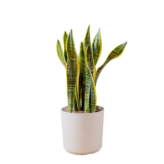 Costa Farms 28" Snake Plant Grower's Choice Live Plants in 10" Dcor Pot