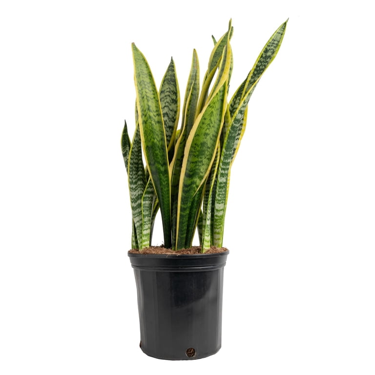 unique succulent planter Large Succulent Circle Planter