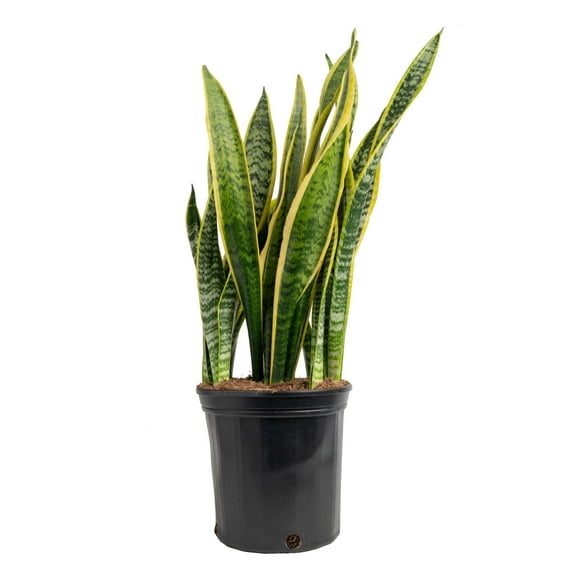 Costa Farms 28-42" Tall Snake Plant Bright Indirect Sunlight, Indoor Live House Plants, Grow Pot