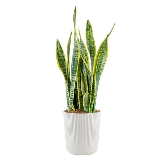 Costa Farms 28" Snake Plant Laurentii Live Plants in 9.25" Décor Pot