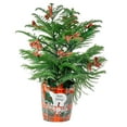 thumbnail image 1 of Costa Farms 28" Tall Christmas Tree, Bright Direct Sunlight, Indoor Live House, Holiday Cover, 1 of 11