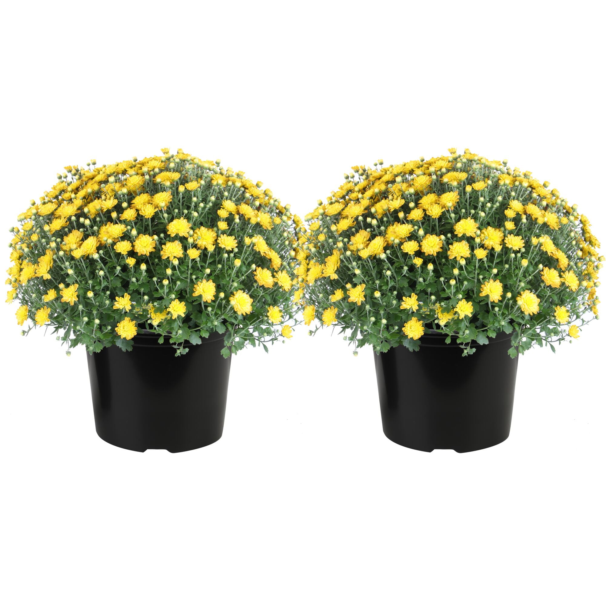 Costa Farms 3-Qt Yellow Mums Chrysanthemum, Full Sun, Outdoor Live House Plants, Grow Pot 2-Pk