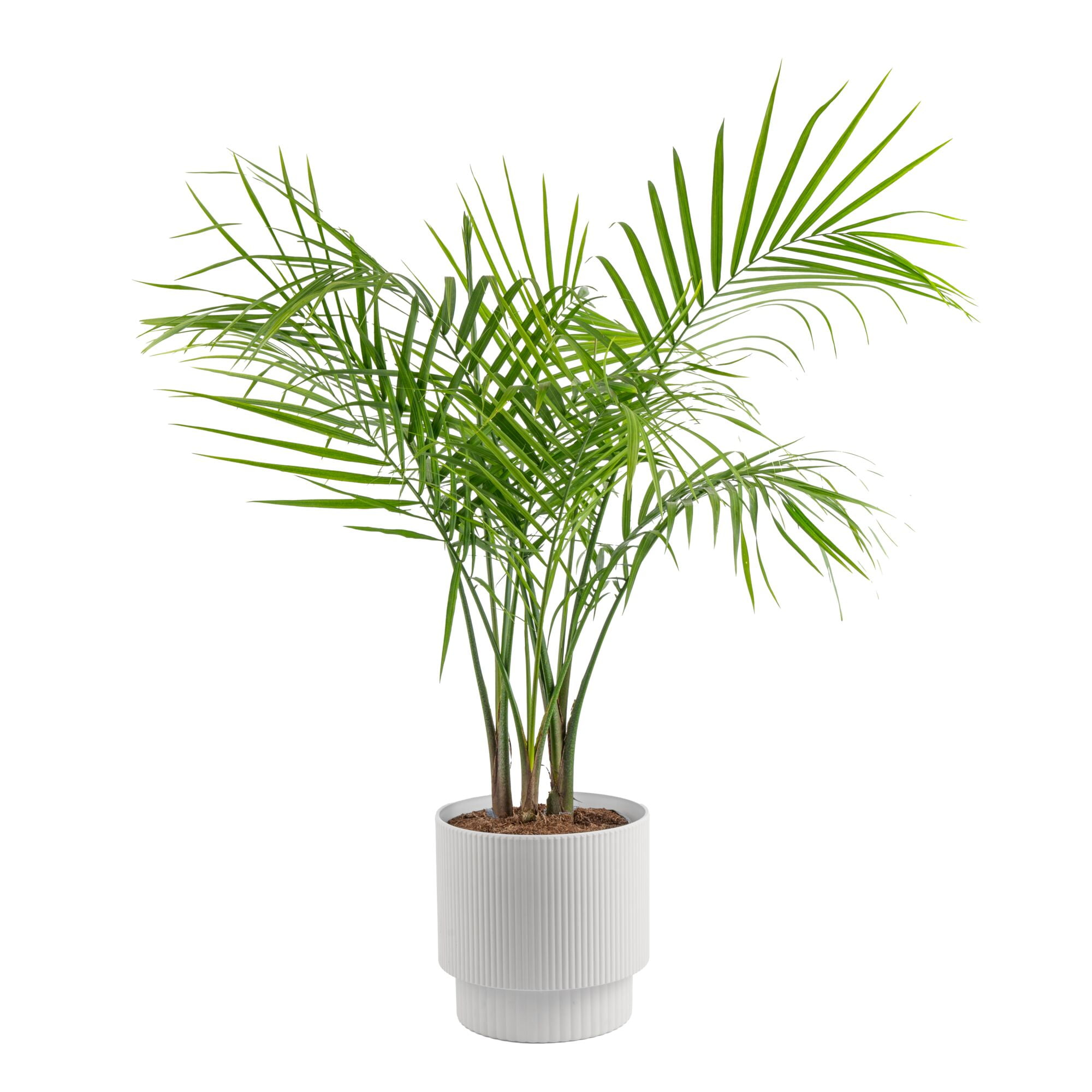 Majesty Palm Live House Plant