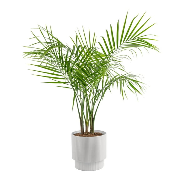 Costa Farms 32-36" Tall Majesty Palm, Bright Indirect Sunlight, Indoor Live House Plants, Décor Pot