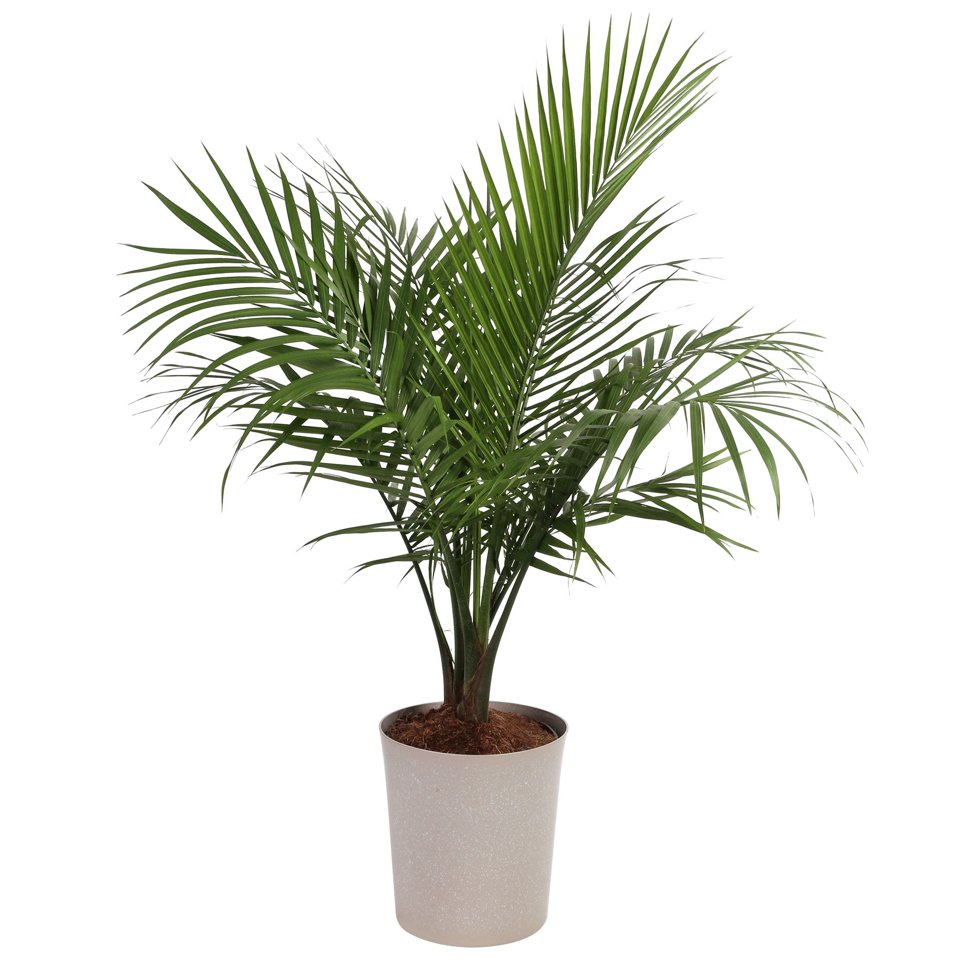 Costa Farms 32-36" Tall Majesty Palm, Bright Indirect Sunlight, Indoor Live House Plants, Décor Pot