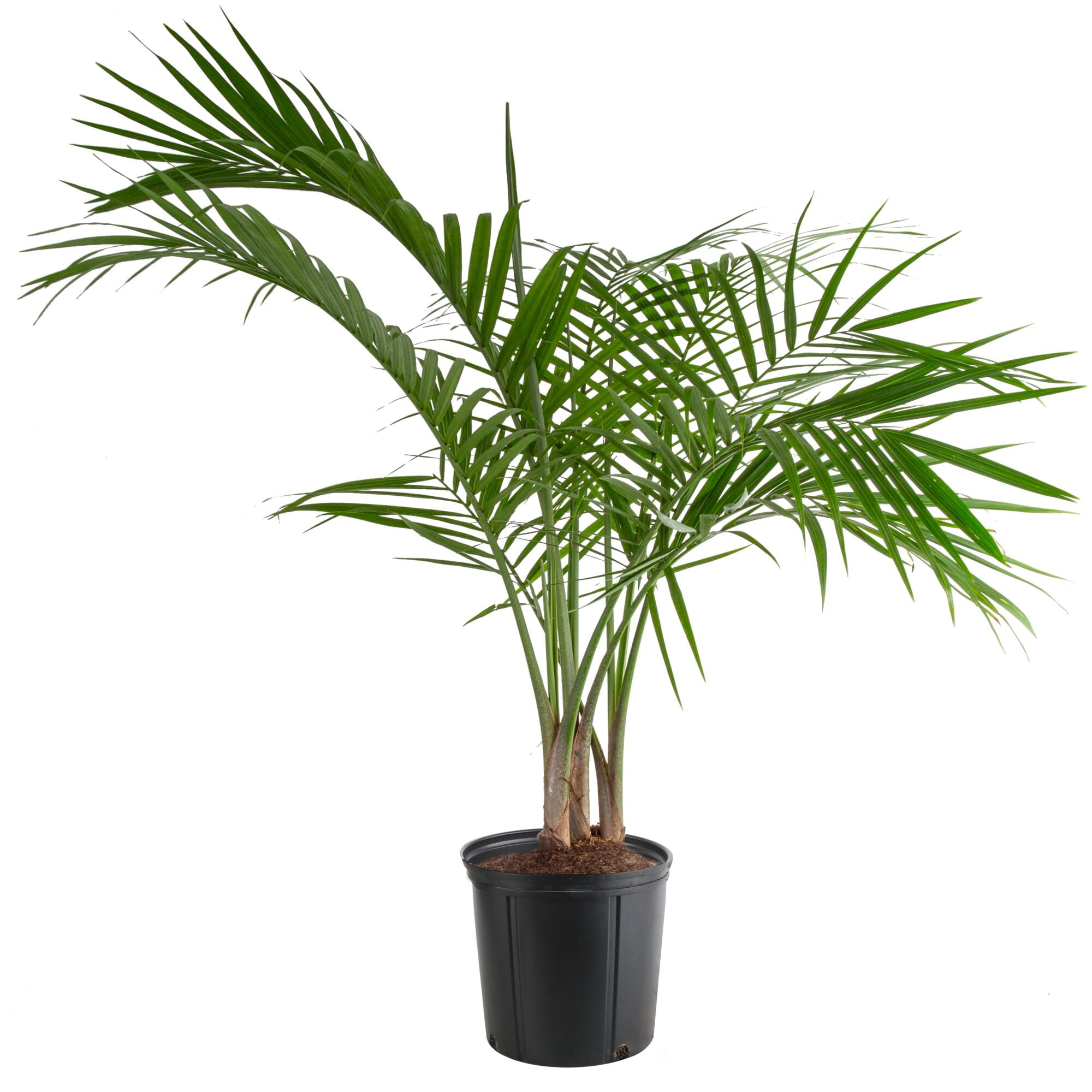 Costa Farms Majesty Palm Live Indoor Floor Plant in 8.75-Inch Grower Pot