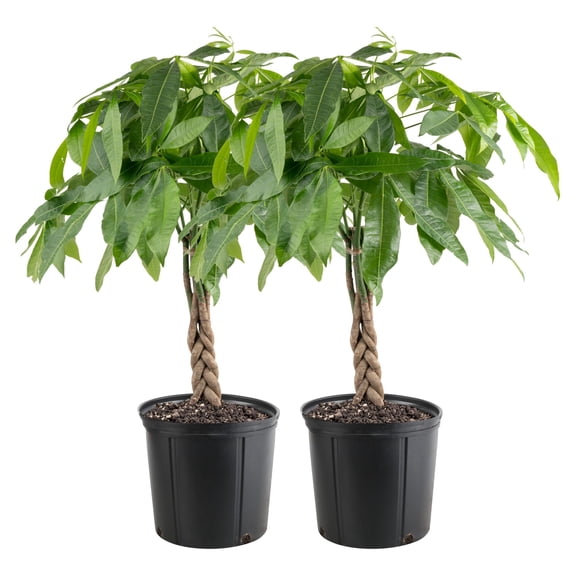 Costa Farms 32" Pachira Money Tree House Plant in 10" Grower Pot (2 Count)