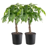 Costa Farms 32" Pachira Money Tree House Plant in 10" Grower Pot 2 Count