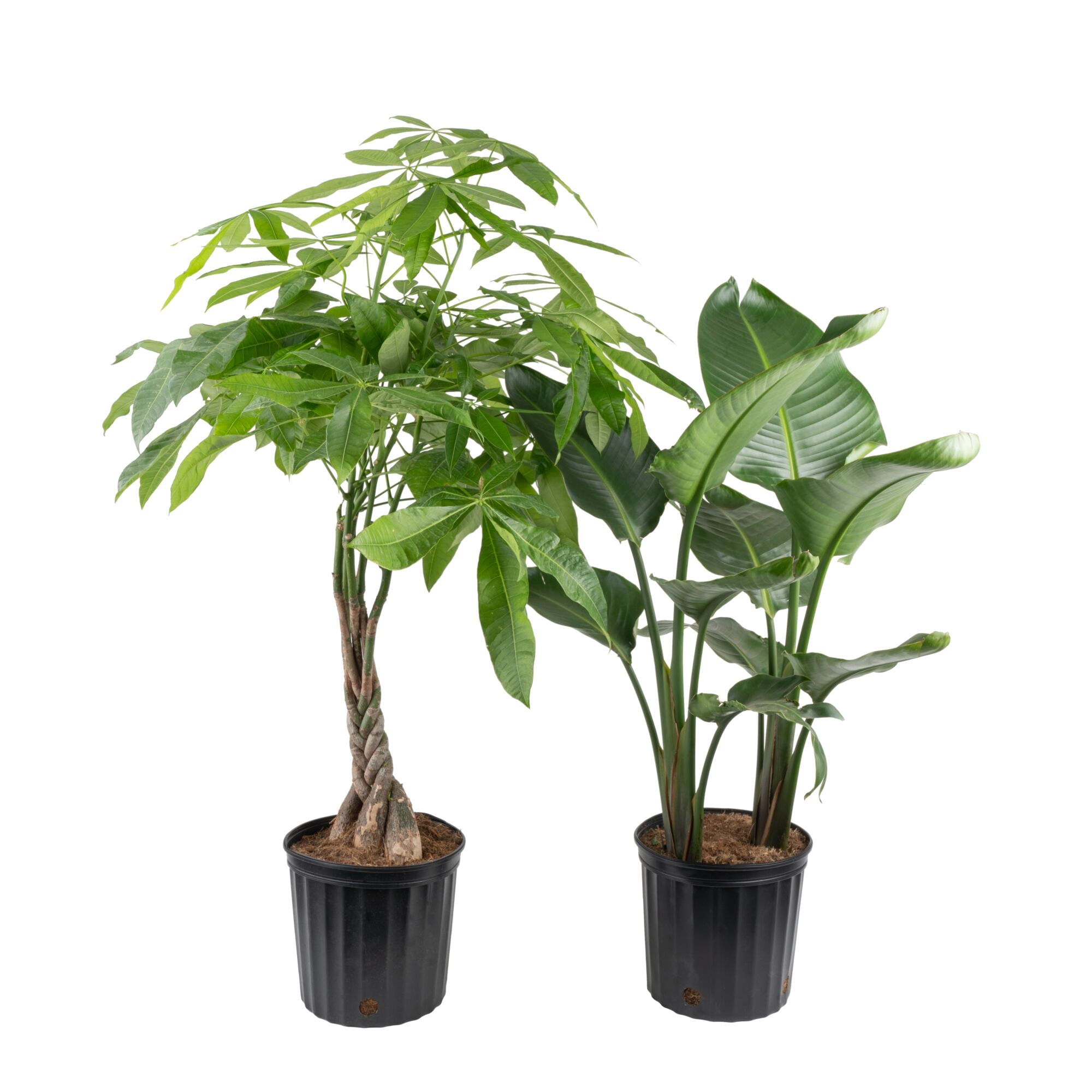 Costa Farms 24" Pachira Money Tree and White Bird House Plant in 10" Grower Pot (2 Count)