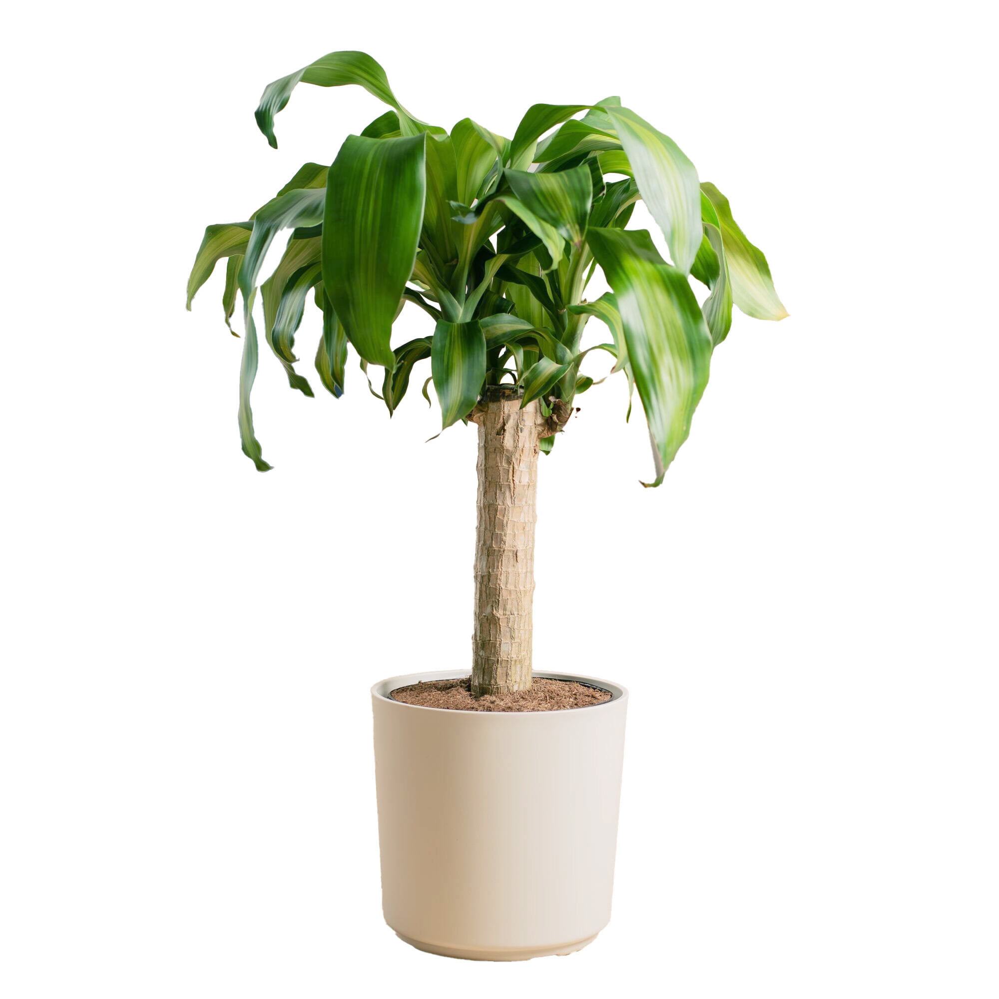 Costa Farms 36-40" Tall Mass Cane, Bright Indirect Sunlight, Indoor Live House Plants, Decor Pot